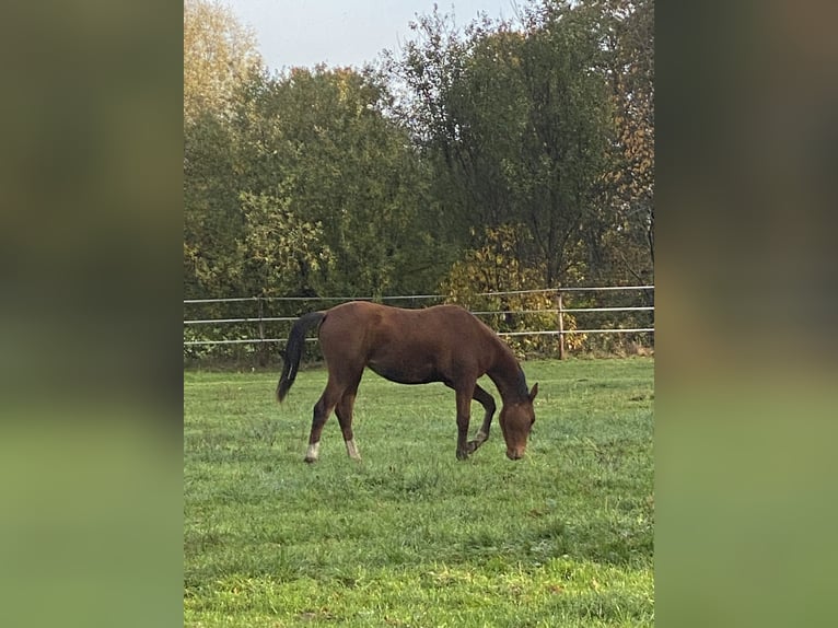 Zangersheider Mare 1 year 16,2 hh Brown in Olmen