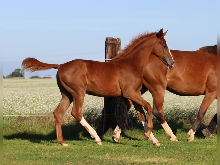 Zangersheider Mare 1 year 16,2 hh Chestnut-Red in Dobromierz