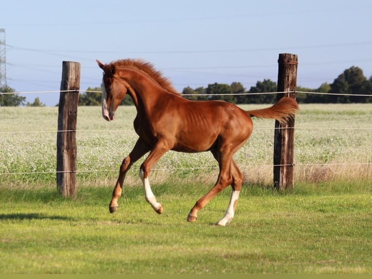Zangersheider Mare 1 year 16,2 hh Chestnut-Red in Dobromierz