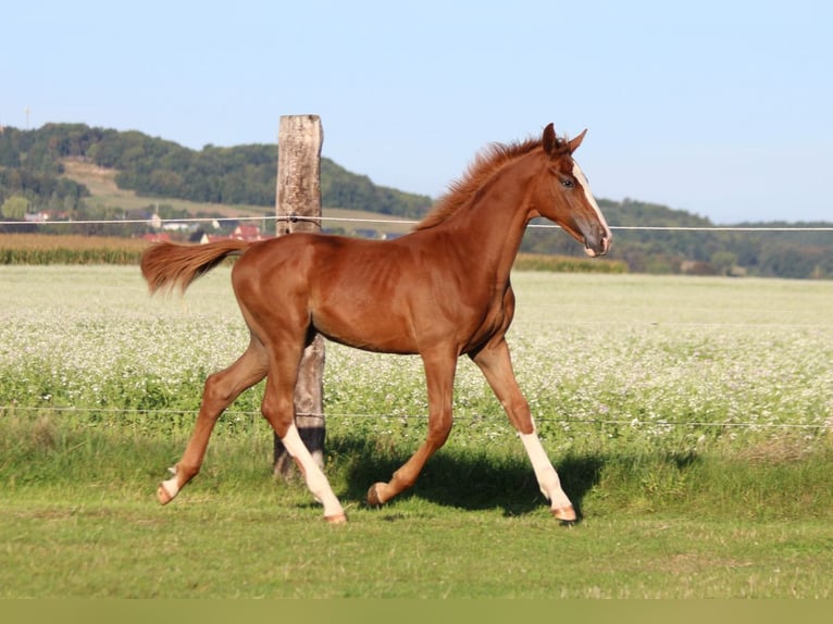Zangersheider Mare 1 year 16,2 hh Chestnut-Red in Dobromierz