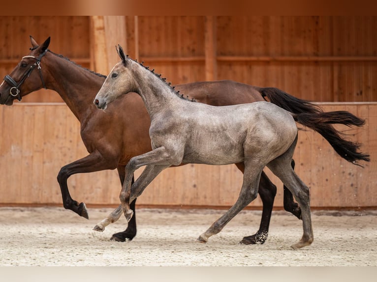 Zangersheider Mare 1 year 17 hh Grey-Dapple in Bobrowice