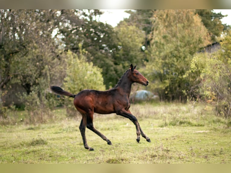 Zangersheider Mare 1 year Bay-Dark in Antoniów