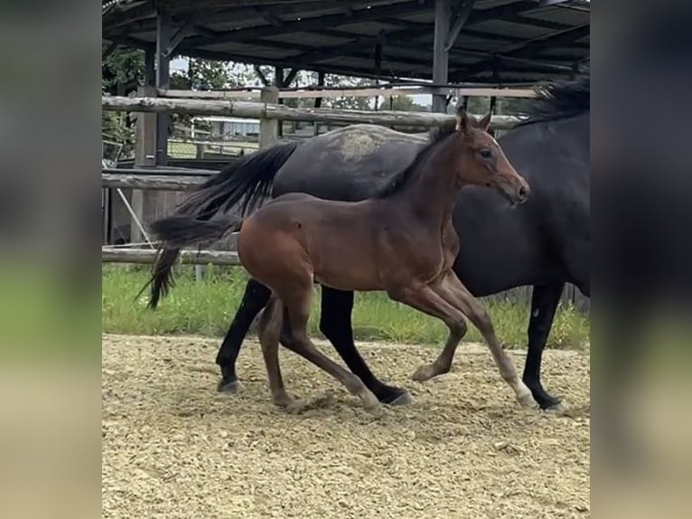 Zangersheider Mare 1 year Bay-Dark in Kevelaer