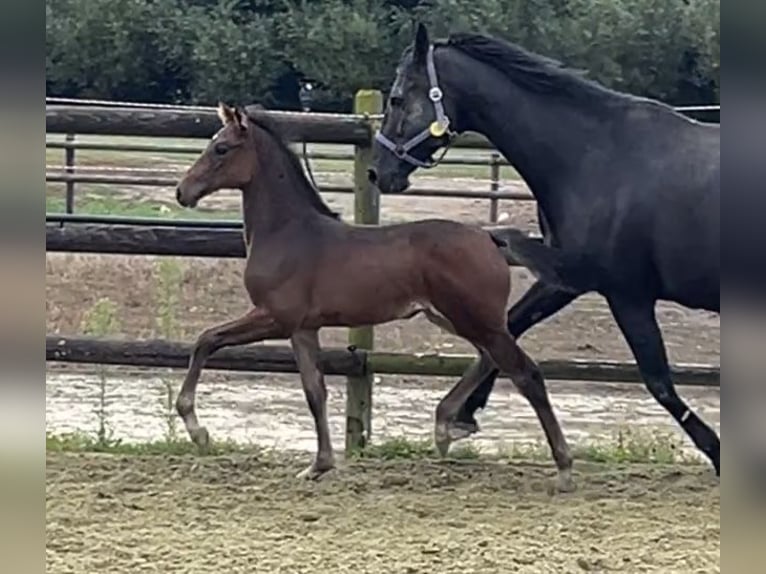 Zangersheider Mare 1 year Bay-Dark in Kevelaer