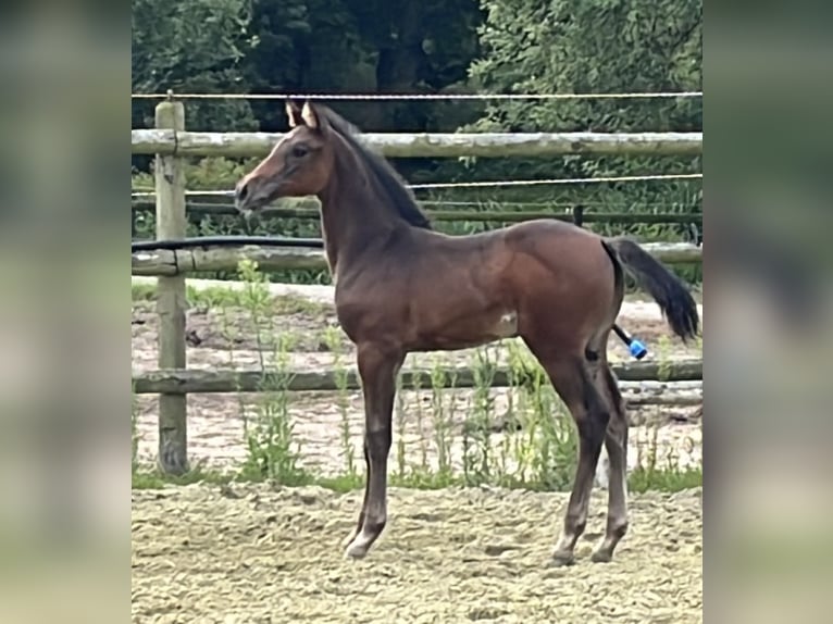 Zangersheider Mare 1 year Bay-Dark in Kevelaer