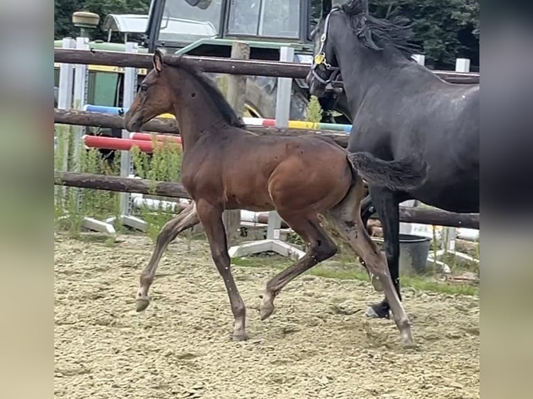 Zangersheider Mare 1 year Bay-Dark in Kevelaer