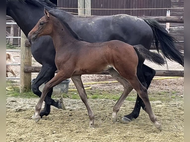 Zangersheider Mare 1 year Bay-Dark in Kevelaer