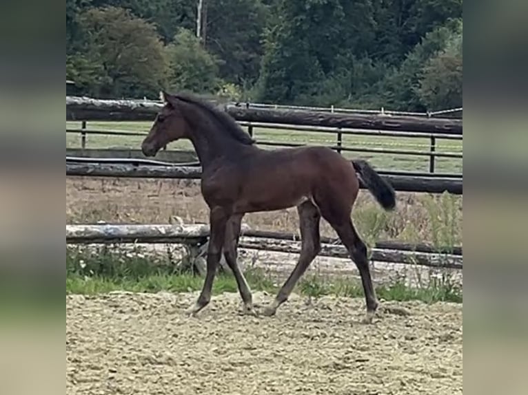 Zangersheider Mare 1 year Bay-Dark in Kevelaer
