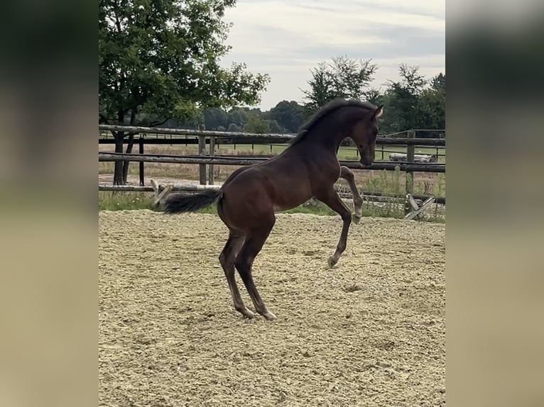 Zangersheider Mare 1 year Bay-Dark in Kevelaer