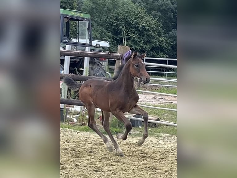 Zangersheider Mare 1 year Bay-Dark in Kevelaer