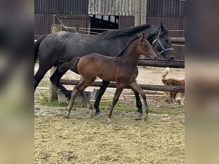 Zangersheider Mare 1 year Bay-Dark in Kevelaer