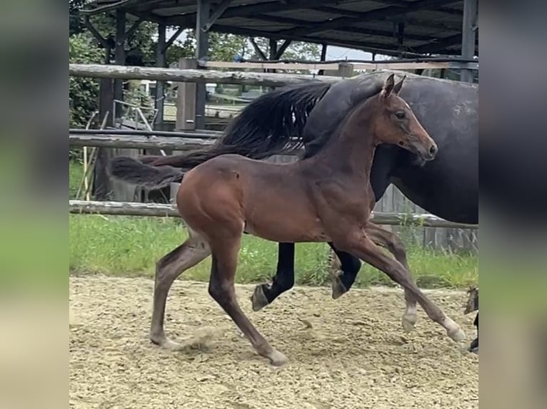 Zangersheider Mare 1 year Bay-Dark in Kevelaer