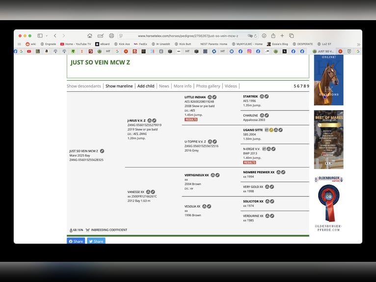 Zangersheider Mare 1 year Bay in Świetakowo