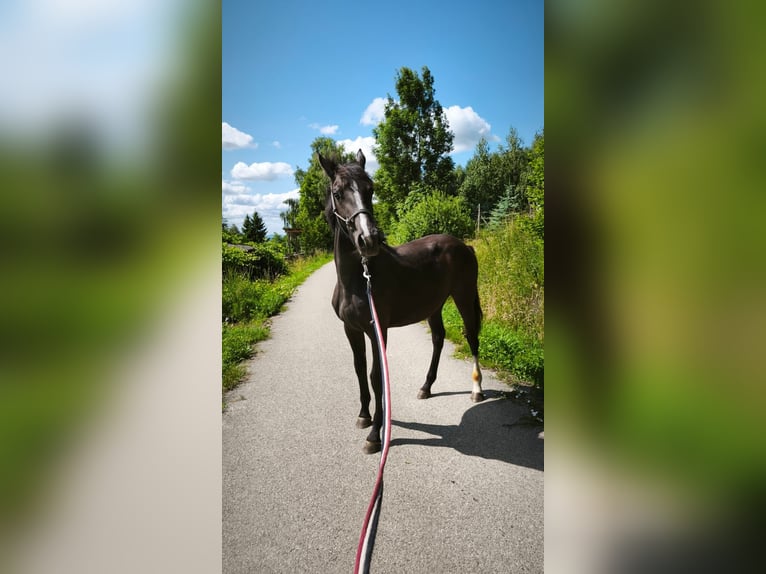 Zangersheider Mare 1 year Black in Trze&#x15B;ni&#xF3;w