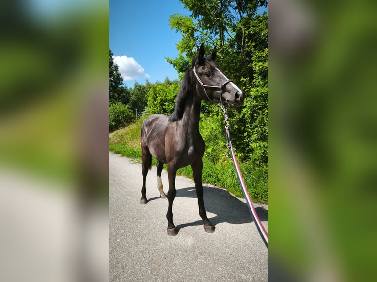 Zangersheider Mare 1 year Black in Trze&#x15B;ni&#xF3;w