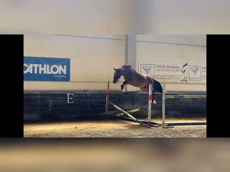 Zangersheider Mare 1 year Brown in Alessandria