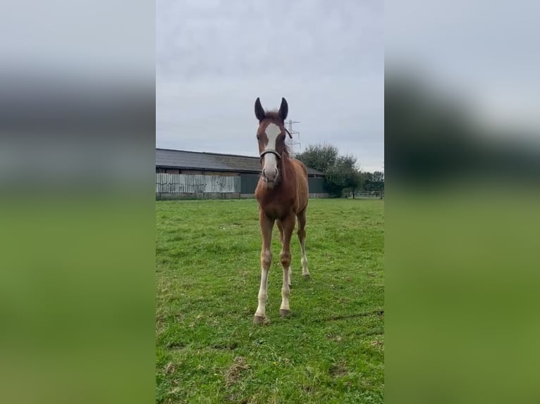 Zangersheider Mare 1 year Chestnut-Red in Hulsberg