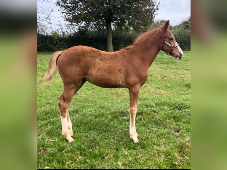 Zangersheider Mare 1 year Chestnut-Red in Hulsberg