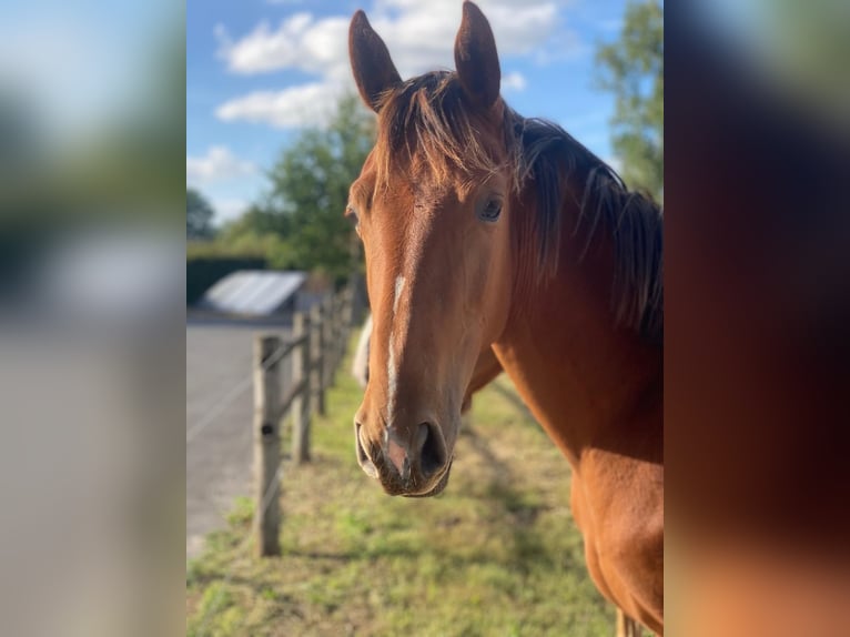 Zangersheider Mare 1 year Chestnut-Red in Zulte