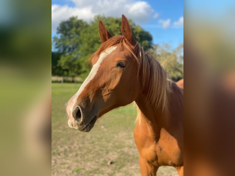 Zangersheider Mare 1 year Chestnut-Red in Zulte