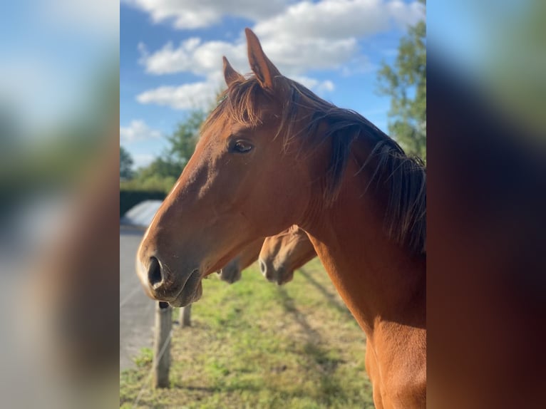 Zangersheider Mare 1 year Chestnut-Red in Zulte