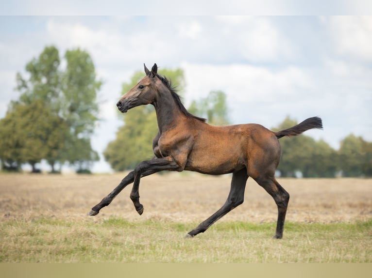 Zangersheider Mare 1 year Gray in Wudzyn