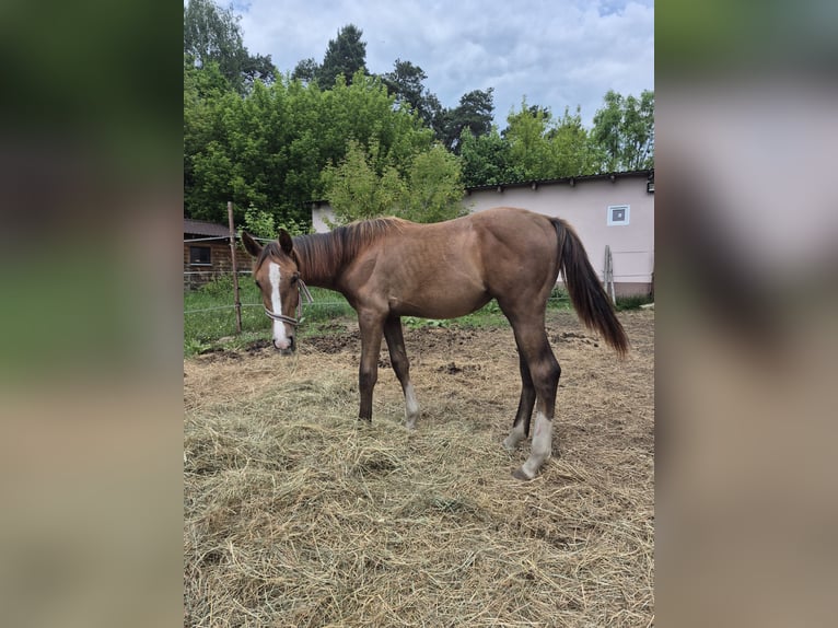 Zangersheider Mare 1 year Gray in Ruda