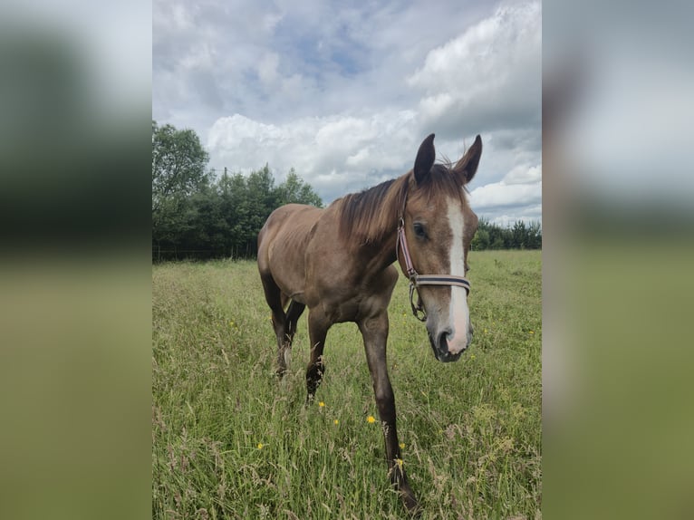 Zangersheider Mare 1 year Gray in Ruda