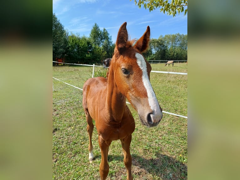 Zangersheider Mare 1 year Gray in Ruda