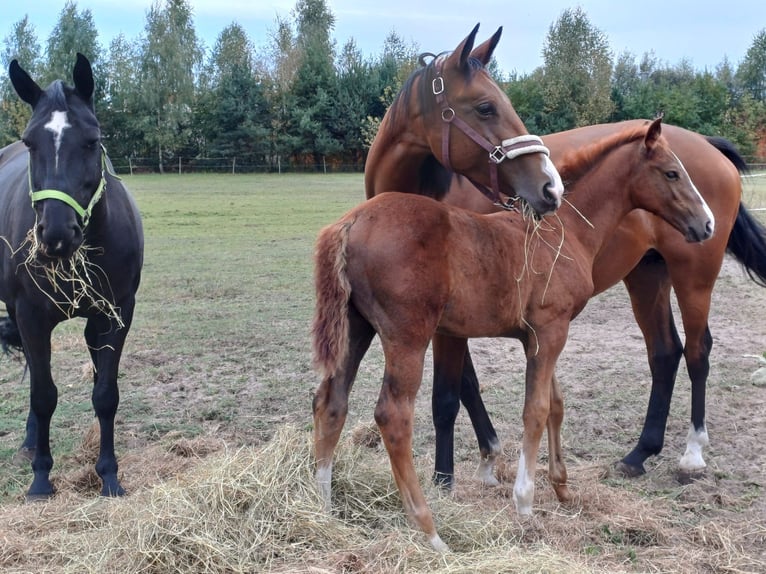 Zangersheider Mare 1 year Gray in Ruda