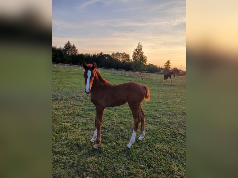 Zangersheider Mare 1 year Gray in Ruda