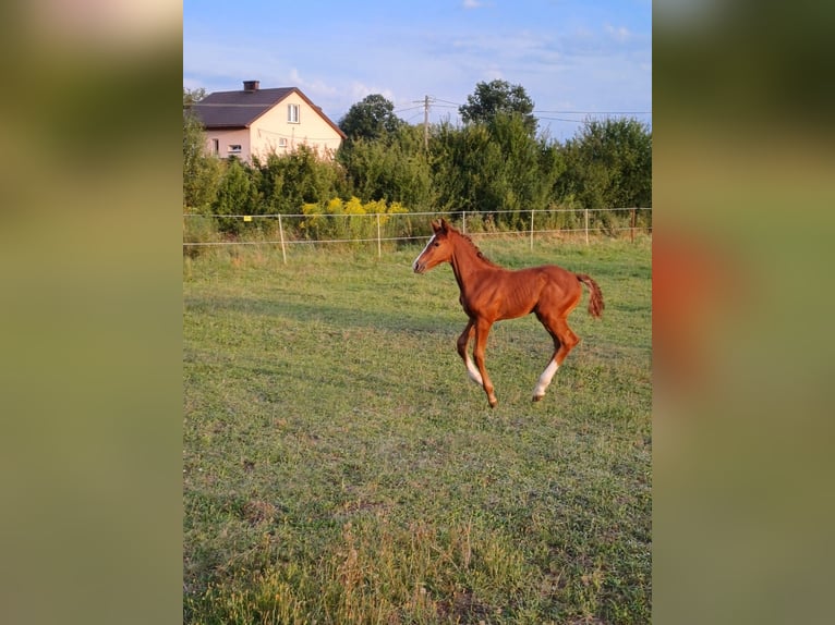 Zangersheider Mare 1 year Gray in Ruda