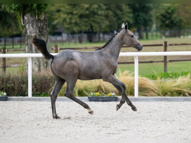 Zangersheider Mare 1 year Gray in Tök