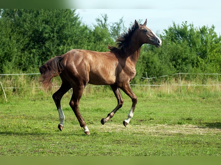 Zangersheider Mare 1 year Grey in Ruda