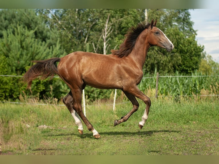 Zangersheider Mare 1 year Grey in Ruda