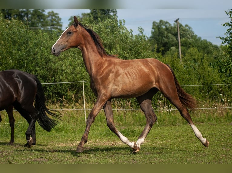 Zangersheider Mare 1 year Grey in Ruda