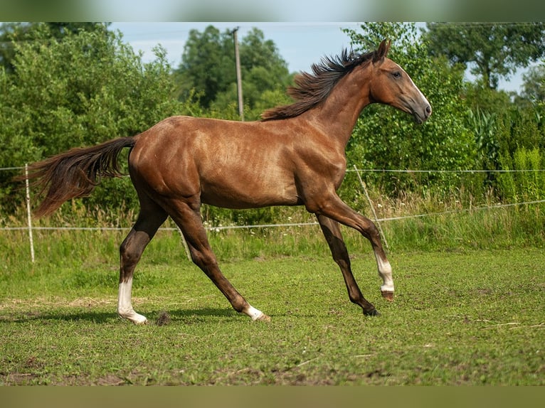 Zangersheider Mare 1 year Grey in Ruda
