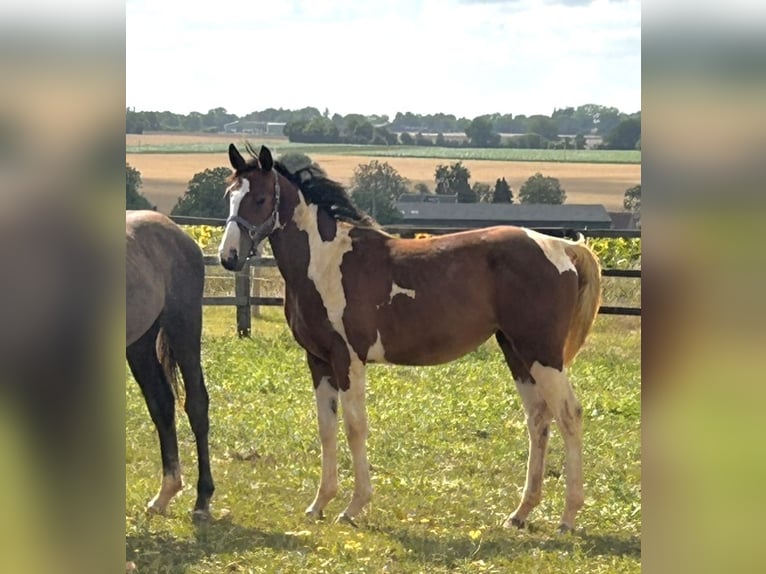 Zangersheider Mare 1 year Pinto in fel