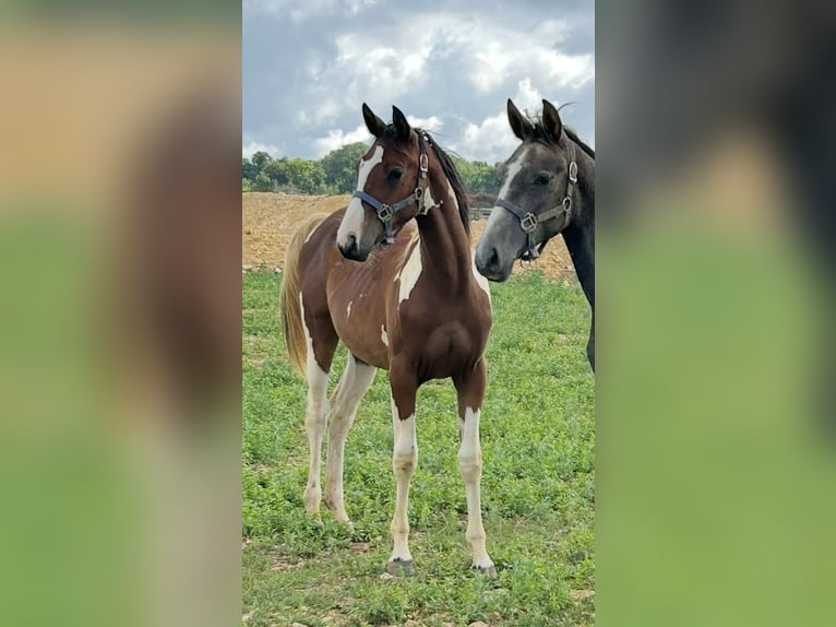 Zangersheider Mare 1 year Pinto in fel
