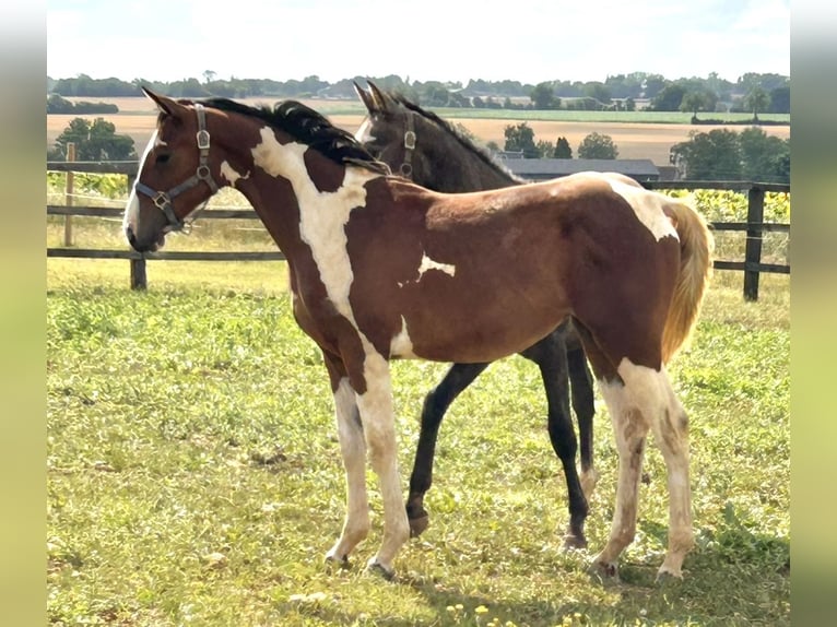 Zangersheider Mare 1 year Pinto in fel