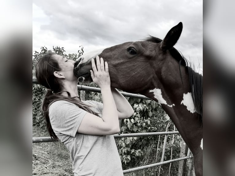 Zangersheider Mare 1 year Pinto in fel
