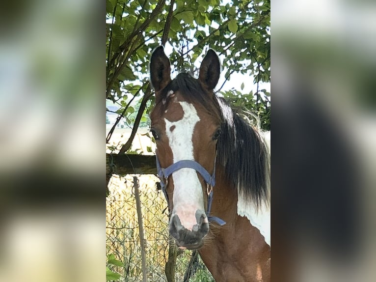 Zangersheider Mare 1 year Pinto in fel