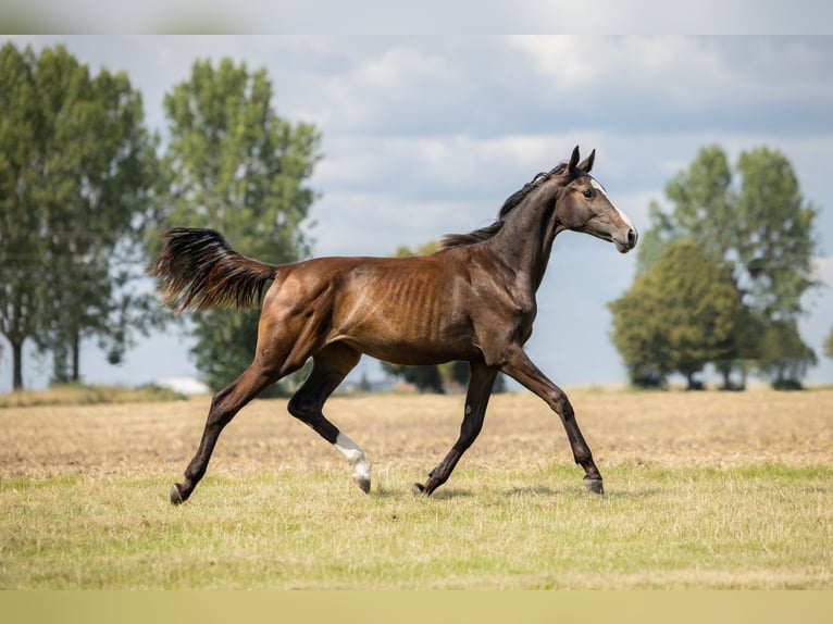 Zangersheider Mare 1 year in Wudzyn