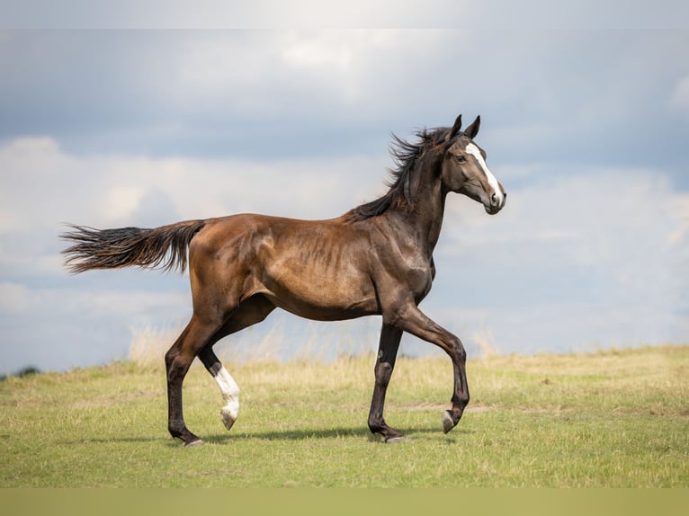 Zangersheider Mare 1 year in Wudzyn