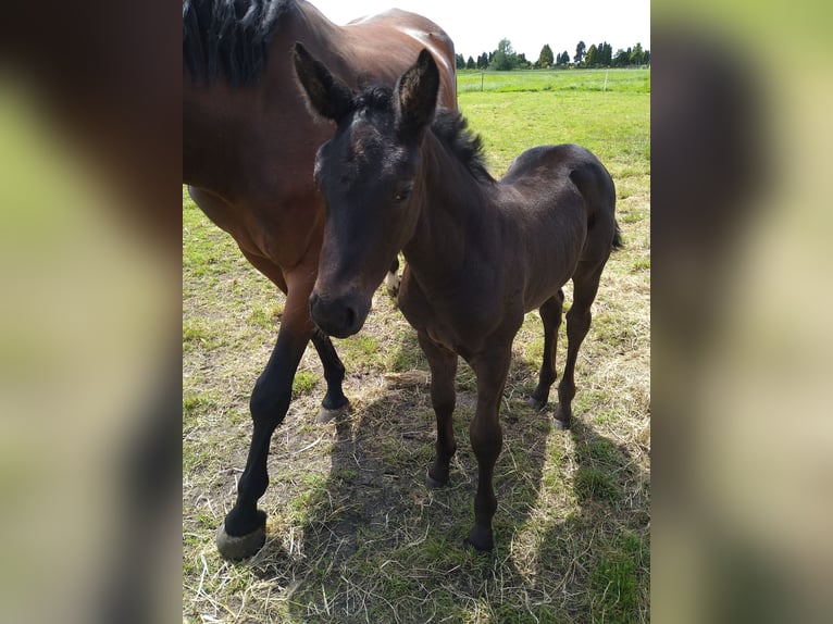 Zangersheider Mare 1 year Smoky-Black in Berkhout