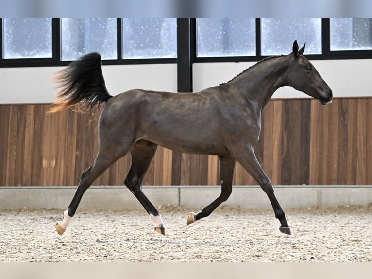 Zangersheider Mare 1 year Smoky-Black in Bruxelles