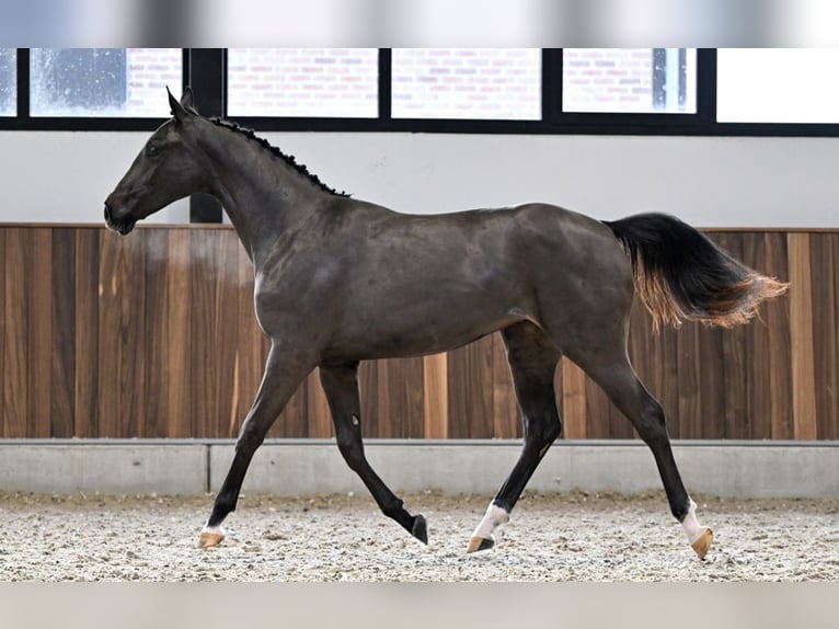 Zangersheider Mare 1 year Smoky-Black in Bruxelles