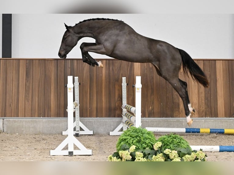 Zangersheider Mare 1 year Smoky-Black in Bruxelles