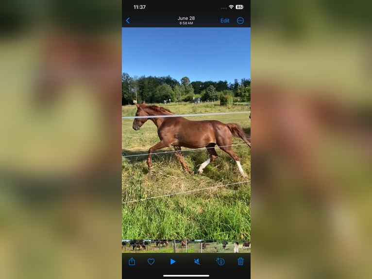 Zangersheider Mare 20 years 16 hh Chestnut-Red in Nümbrecht