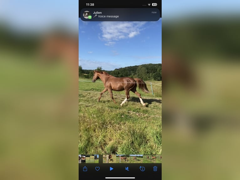 Zangersheider Mare 20 years 16 hh Chestnut-Red in Nümbrecht